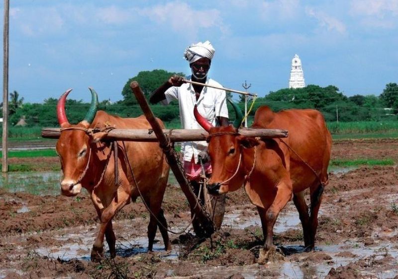 farmer